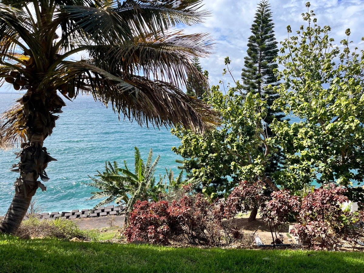 The Palmetum In Santa Cruz de&nbsp;Tenerife